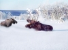 Внимание! Наст!