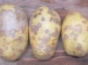 Как защитить свой участок от золотистой картофельной нематоды?